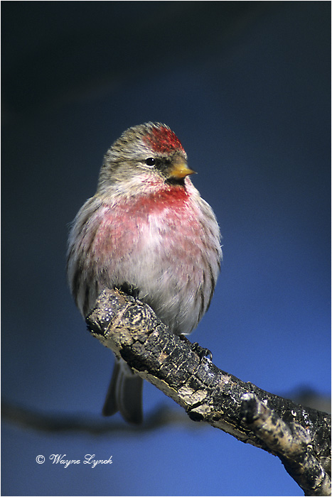 Common Redpoll 102 by Dr. Wayne Lynch &copy;